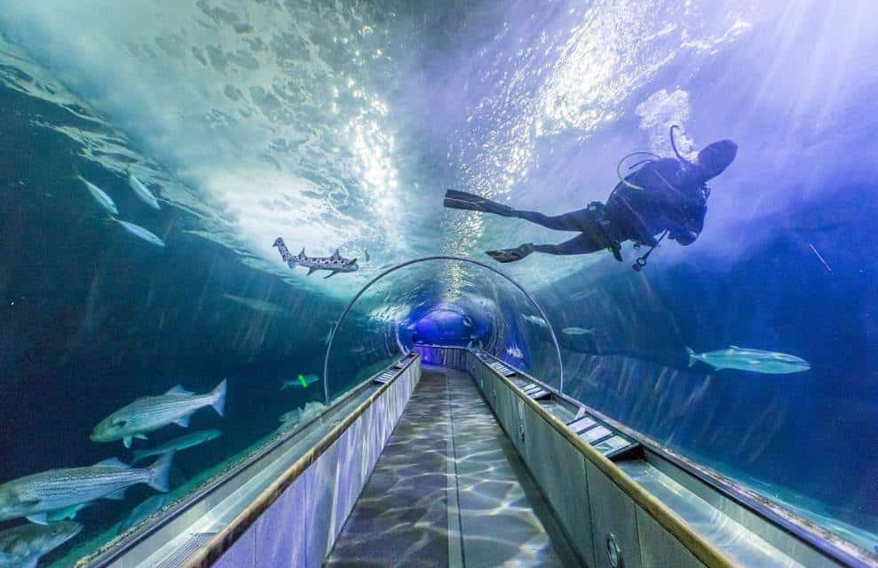 Aquarium-of-the-bay-tunnel