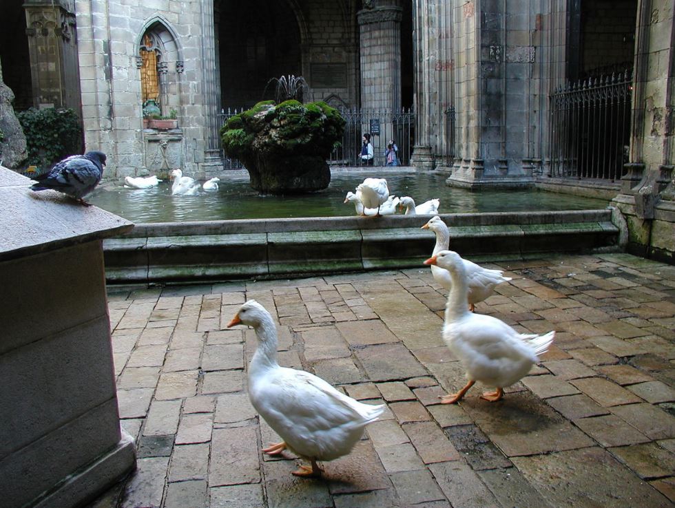 Barcelona Cathedral geese