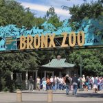 Top 10 Cool Facts About The Bronx Zoo