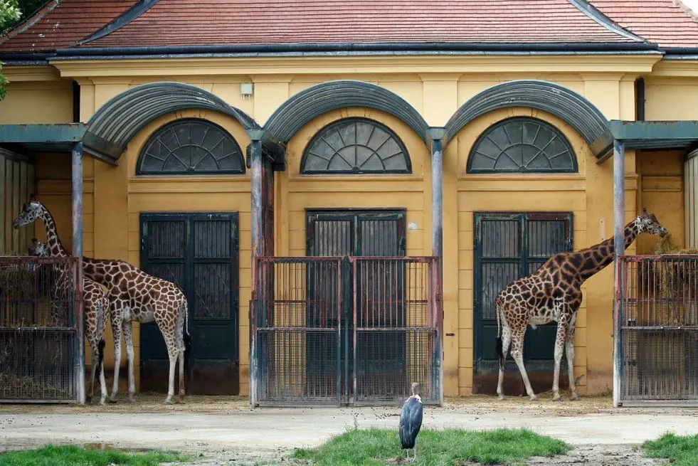 Giraffes at Vienna Zoo