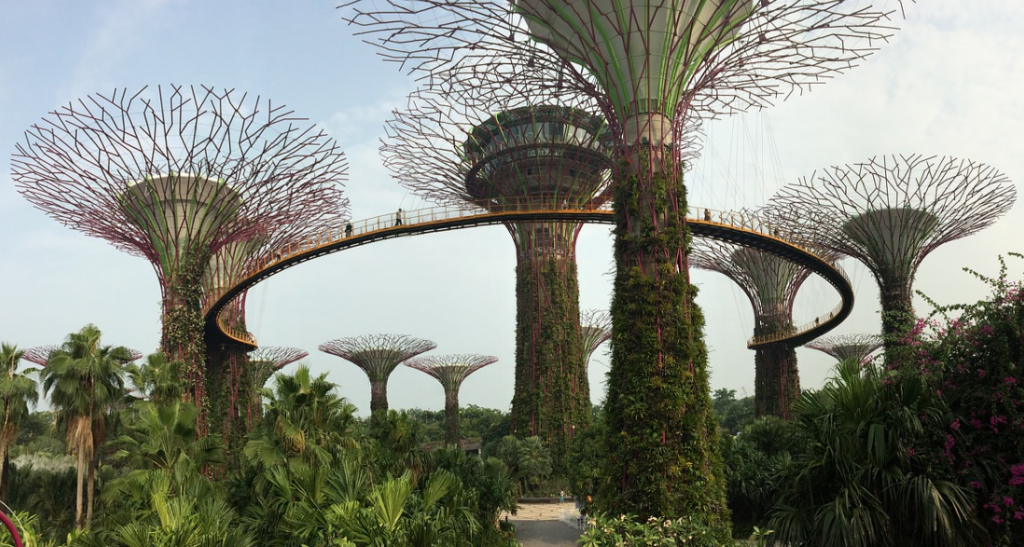 The OCBC Skyway at the Supertree Grove in Gardens by the Bay
