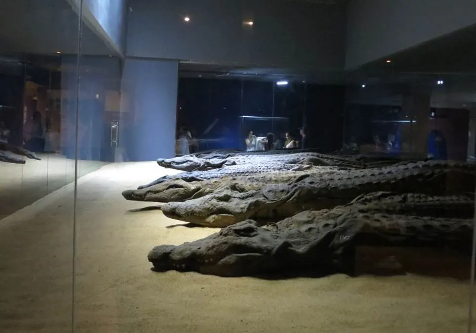 The crocodile museum kom ombo