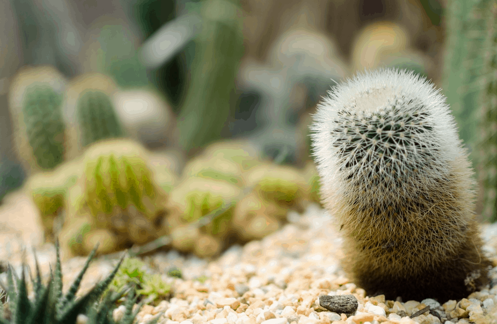 Cactus in gardens by the bay
