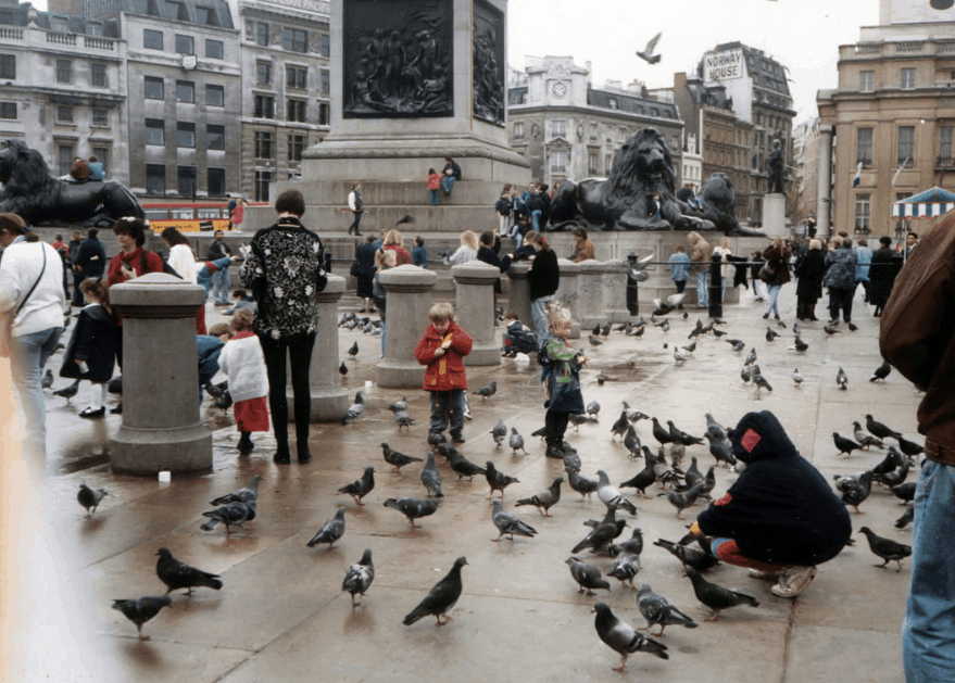 Feeding pigeons at trafalgar square
