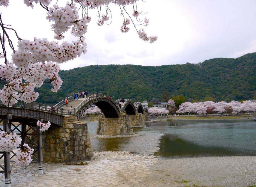 kintai bridge cherry blossoms