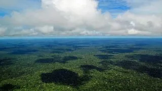 rainforest near manaus
