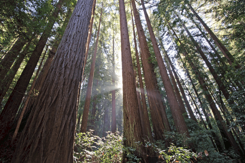 redwood trees