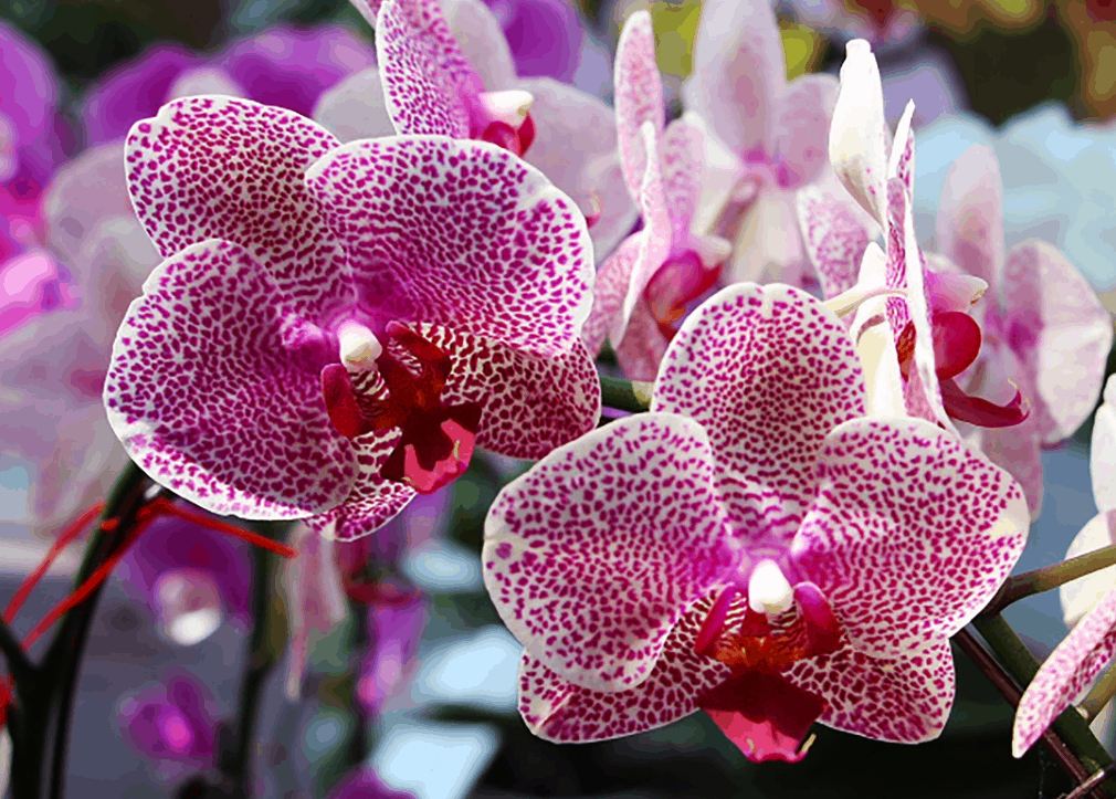 The overall design of Gardens by the Bay resembles the Vanda Miss Joaquim