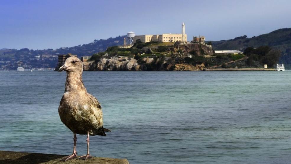 Alcatraz island bird