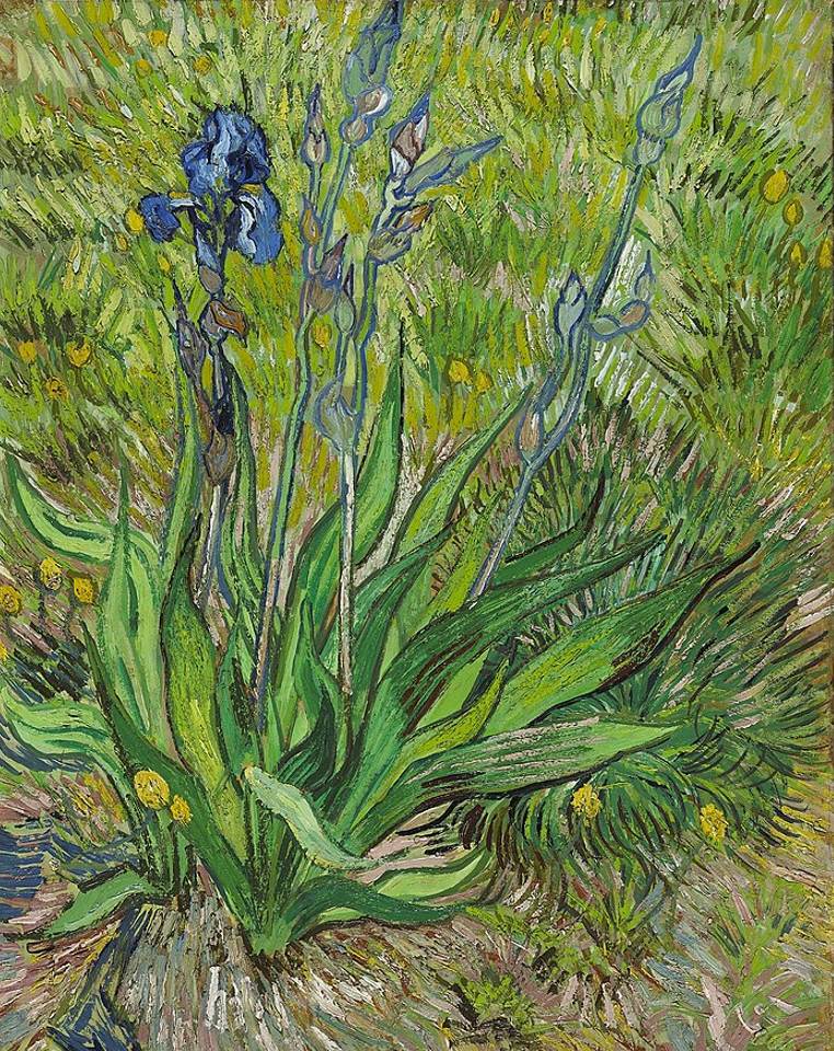 Iris by Vincent van Gogh